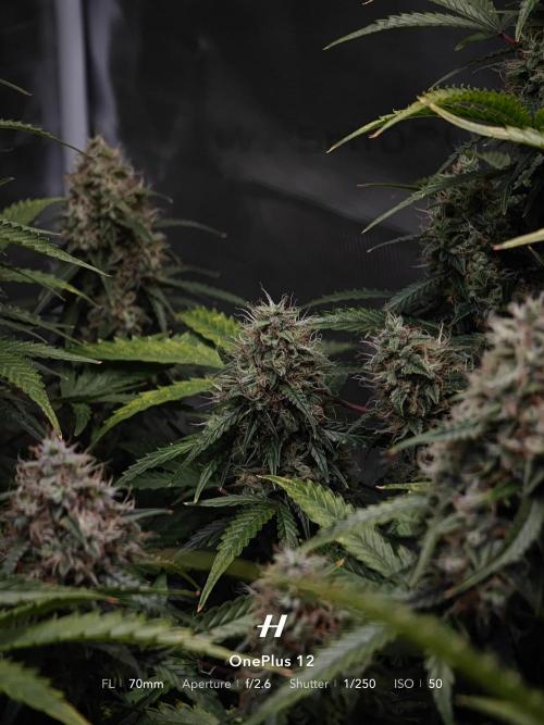 Sticky Broccoli auto. Week 13