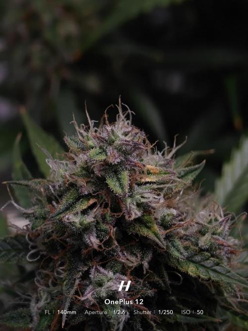 Sticky Broccoli auto. Week 13