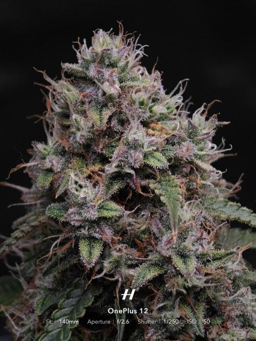 Sticky Broccoli auto. Week 13