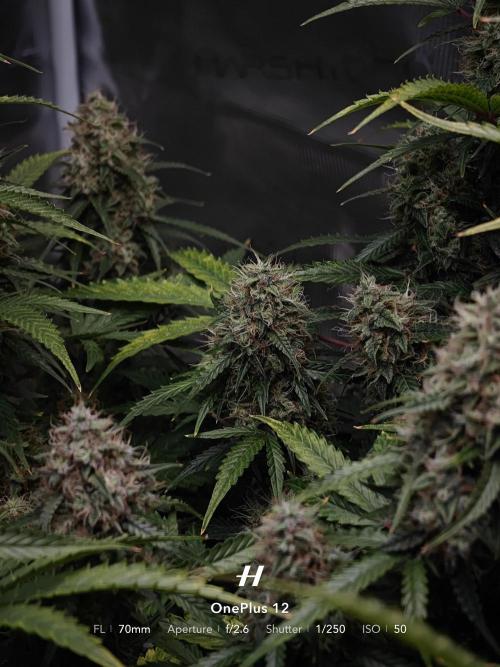 Sticky Broccoli auto. Week 13