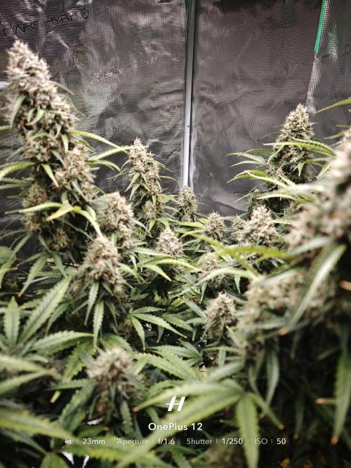 Sticky Broccoli auto. Week 13