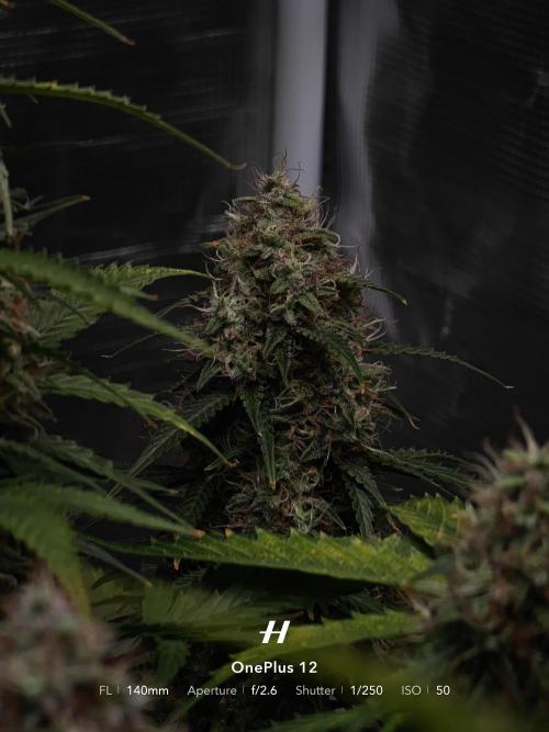 Sticky Broccoli auto. Week 13