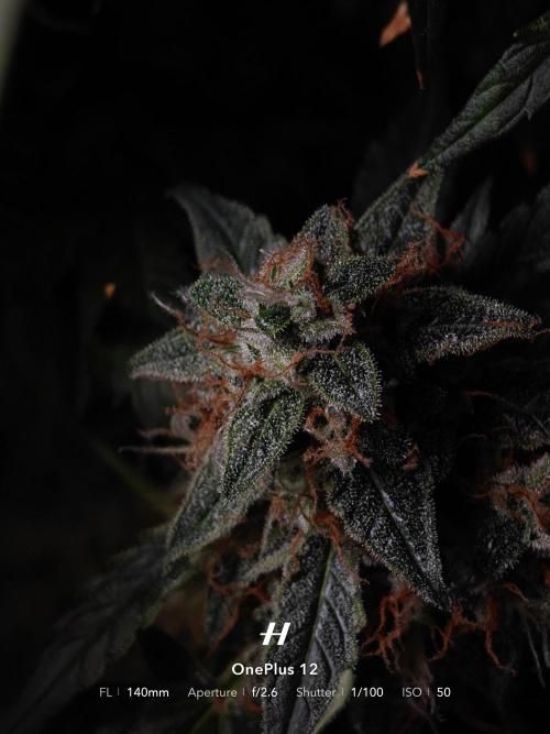 Sticky Broccoli auto. Week 13