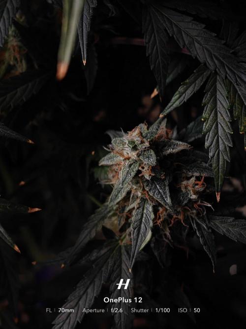 Sticky Broccoli auto. Week 13
