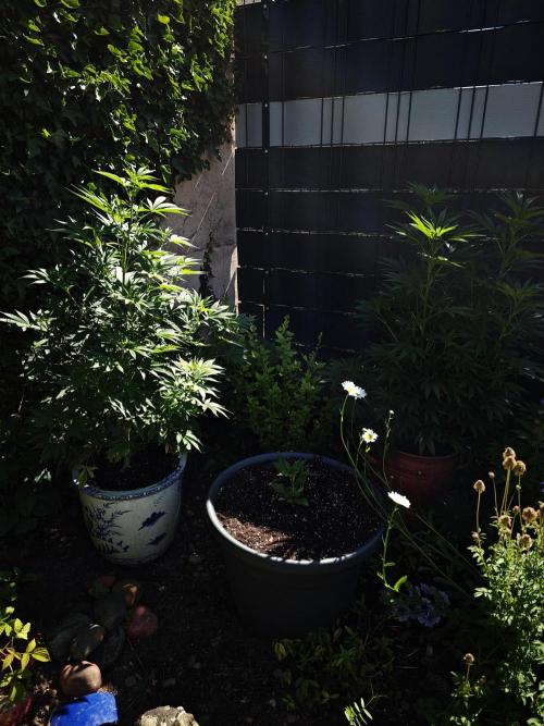 Zamnesia - Permanent Marker - outdoor. Week 11