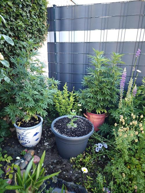 Zamnesia - Permanent Marker - outdoor. Week 11