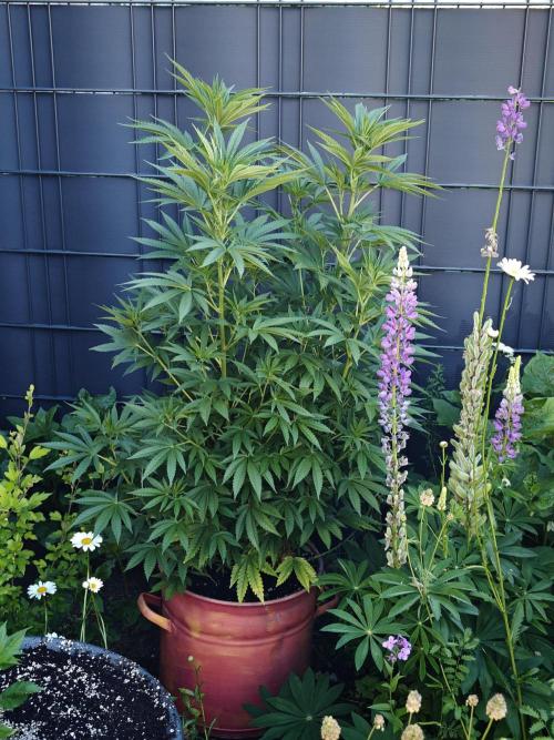 Zamnesia - Permanent Marker - outdoor. Week 11