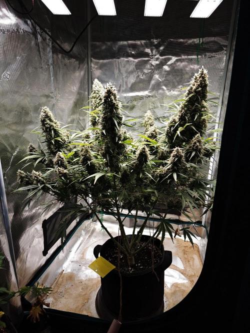 Sticky Broccoli auto. Week 14