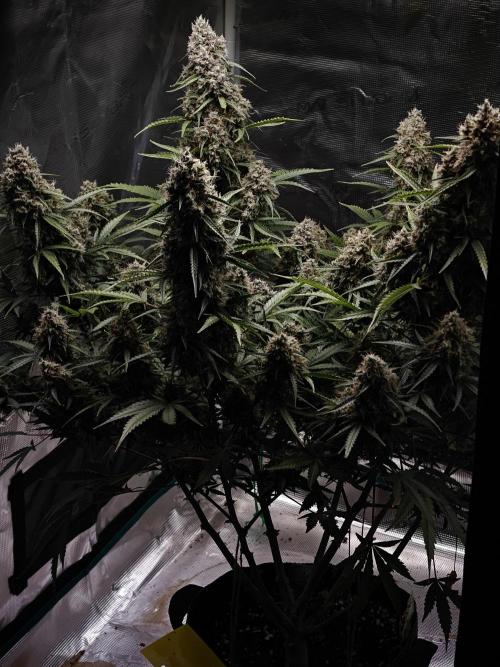 Sticky Broccoli auto. Week 14