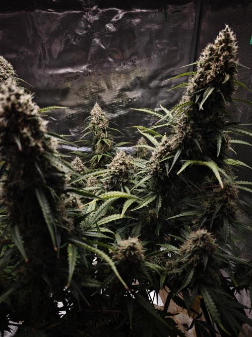 Sticky Broccoli auto. Week 14