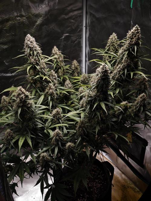Sticky Broccoli auto. Week 14