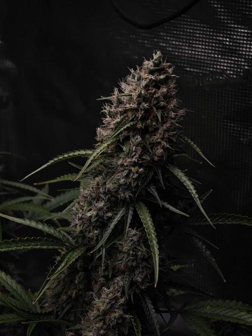 Sticky Broccoli auto. Week 14