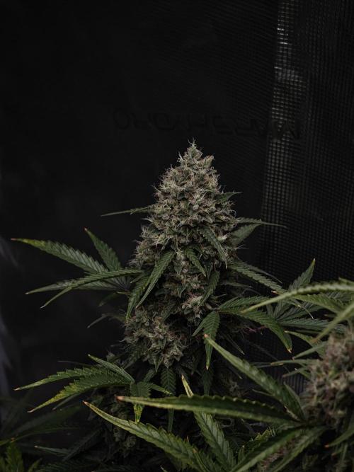Sticky Broccoli auto. Week 14