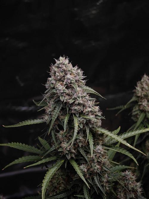 Sticky Broccoli auto. Week 14