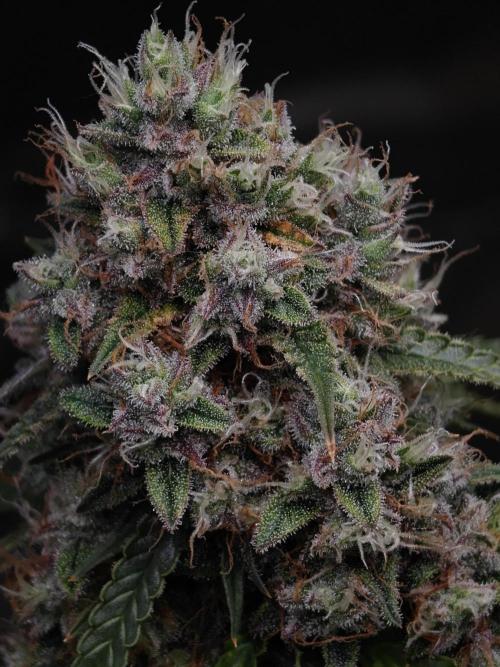 Sticky Broccoli auto. Week 14