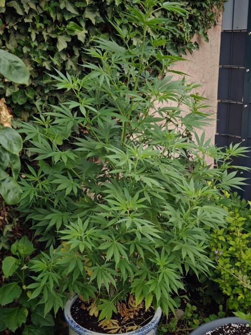 Zamnesia - Permanent Marker - outdoor. Week 12 - Animal Cookies