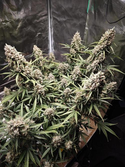 Sticky Broccoli auto. Week 16