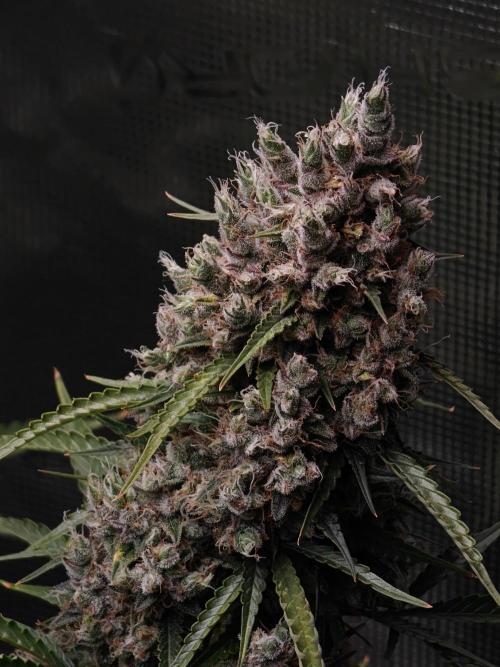 Sticky Broccoli auto. Week 16