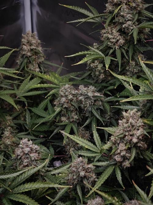 Sticky Broccoli auto. Week 16