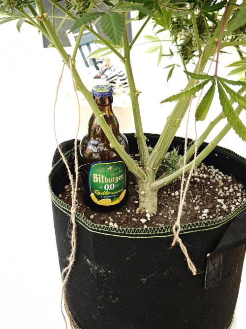 Sticky Broccoli auto. Week 16