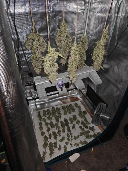 Sticky Broccoli auto. Week 16