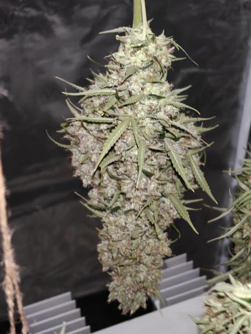 Sticky Broccoli auto. Week 16