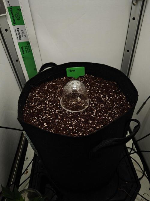 Laughing Buddha - Barney's Farm. Week 0