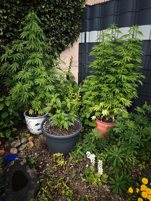 Zamnesia - Permanent Marker - outdoor. Week 14 - The Gang