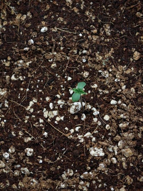 Laughing Buddha - Barney's Farm. Week 0