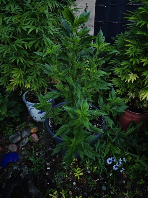 Zamnesia - Permanent Marker - outdoor. Week 15