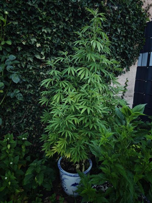 Zamnesia - Permanent Marker - outdoor. Week 15 - Animal Cookies