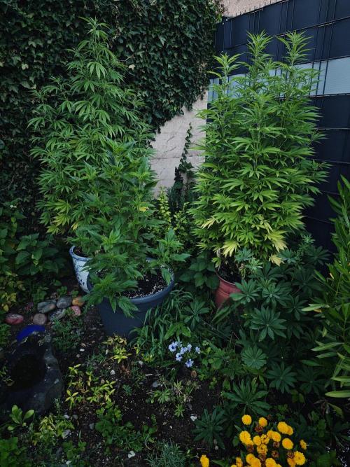Zamnesia - Permanent Marker - outdoor. Week 15