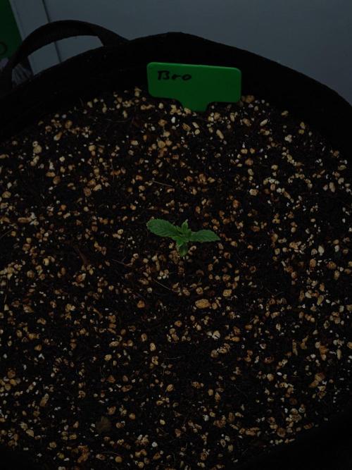 Laughing Buddha - Barney's Farm. Week 1