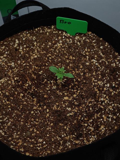 Laughing Buddha - Barney's Farm. Week 1