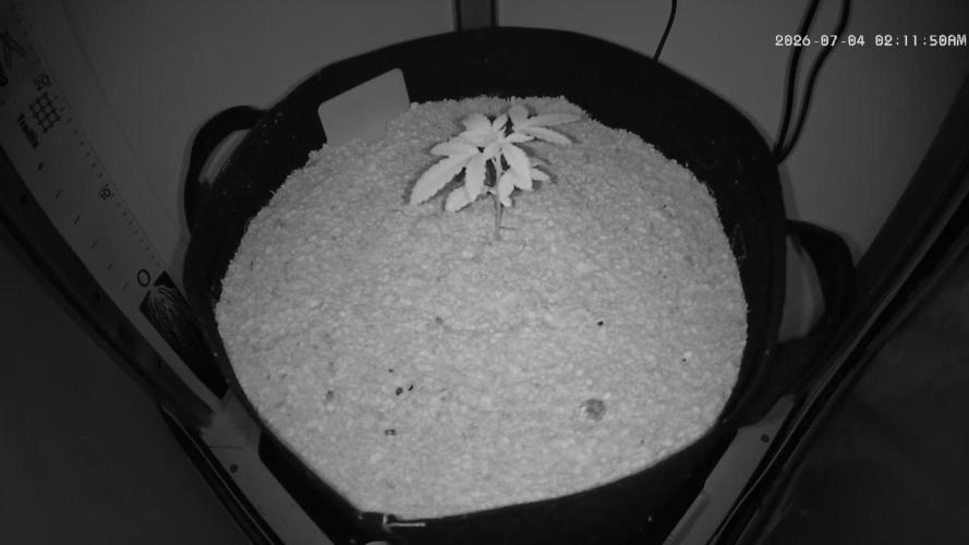Laughing Buddha - Barney's Farm. Week 2 - shhh