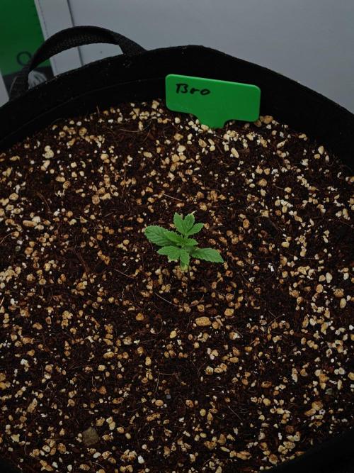 Laughing Buddha - Barney's Farm. Week 2