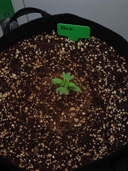 Laughing Buddha - Barney's Farm. Week 2