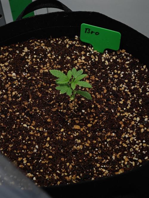 Laughing Buddha - Barney's Farm. Week 2