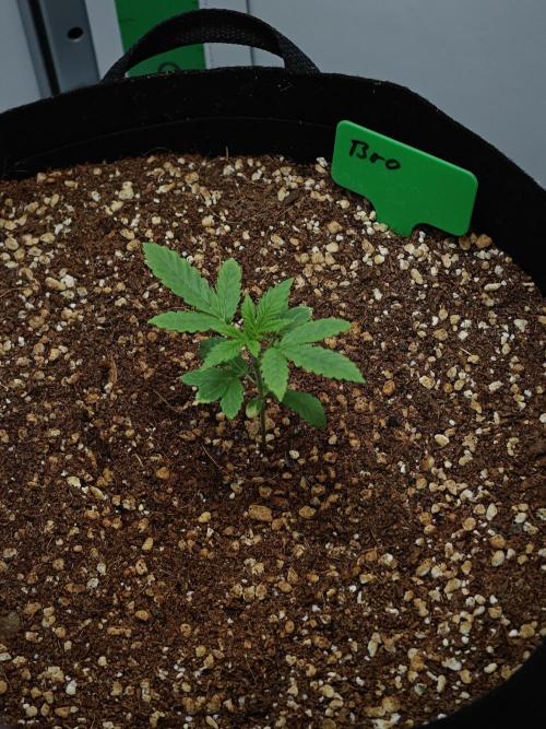 Laughing Buddha - Barney's Farm. Week 2