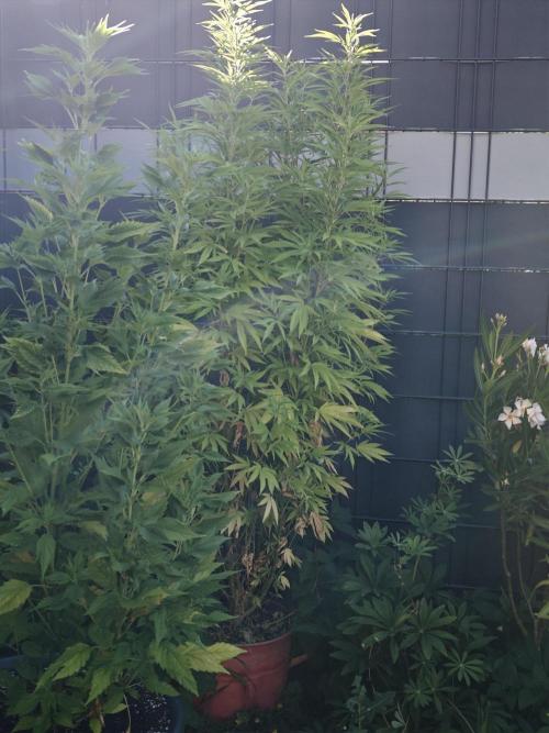 Zamnesia - Permanent Marker - outdoor. Week 18