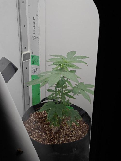 Laughing Buddha - Barney's Farm. Week 5