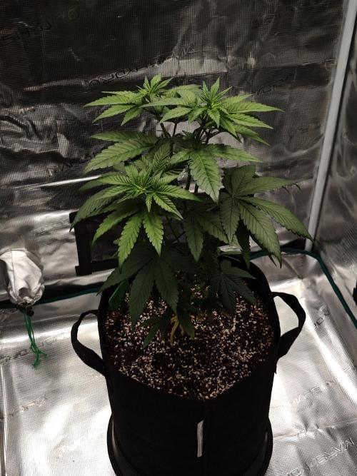 Laughing Buddha - Barney's Farm. Week 5