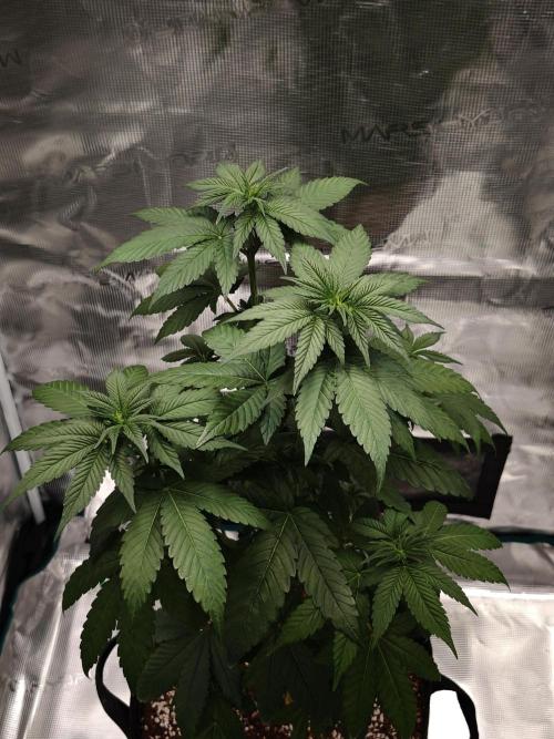 Laughing Buddha - Barney's Farm. Week 6