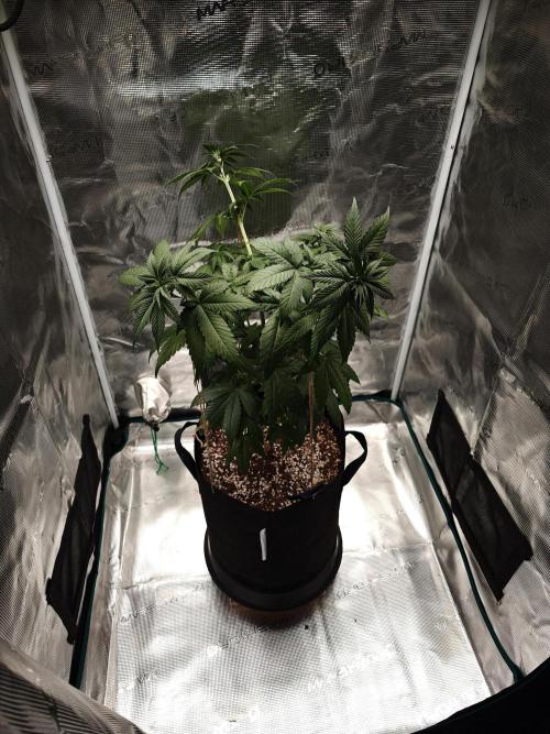 Laughing Buddha - Barney's Farm. Week 6