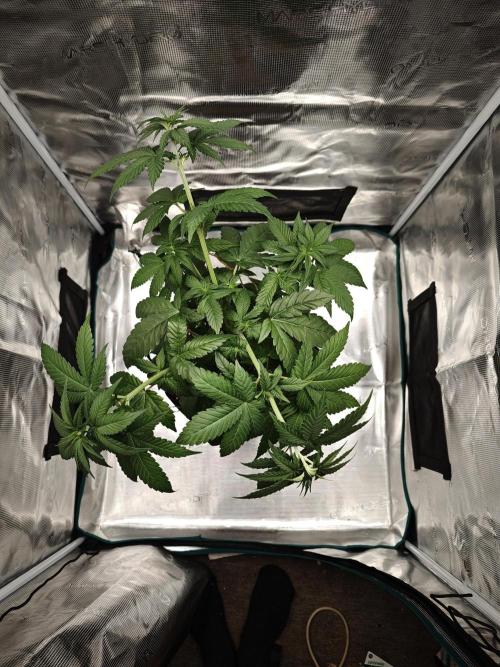 Laughing Buddha - Barney's Farm. Week 6