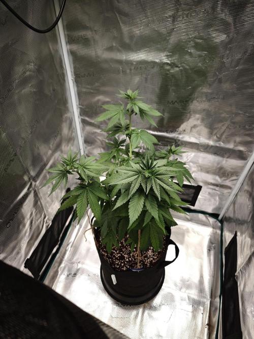 Laughing Buddha - Barney's Farm. Week 6 - 4.5h later