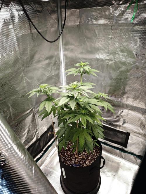 Laughing Buddha - Barney's Farm. Week 6 - 1 day later