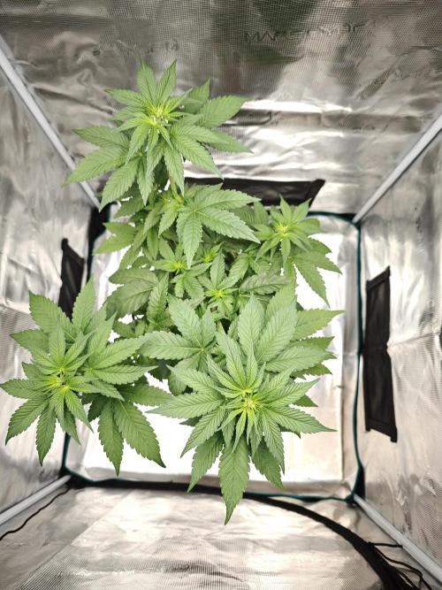 Laughing Buddha - Barney's Farm. Week 6 - 1 day later