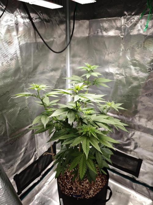 Laughing Buddha - Barney's Farm. Week 6 - 2 days later