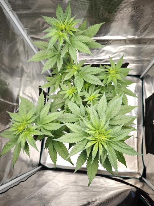 Laughing Buddha - Barney's Farm. Week 6 - 2 days later